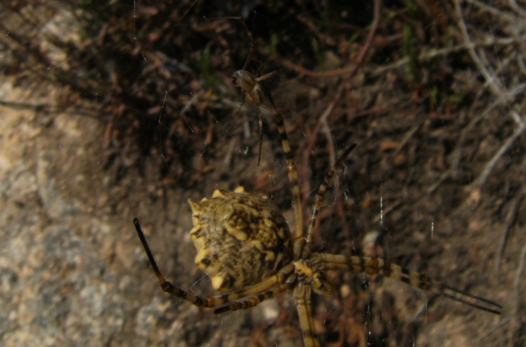 Argiope bruennichi